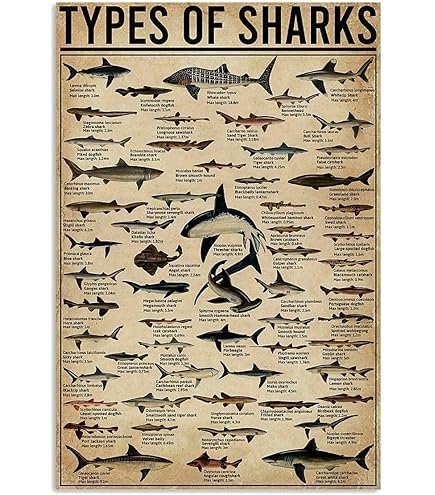 ★レア★THE WORLD MOST DANGEROUS SHARKS ポスター ☆レア☆THE WORLD MOST DANGEROUS SHARKS ポスター